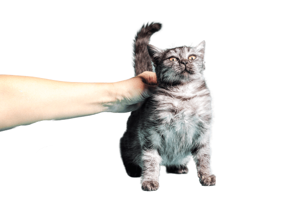 gato_asustado-removebg-preview